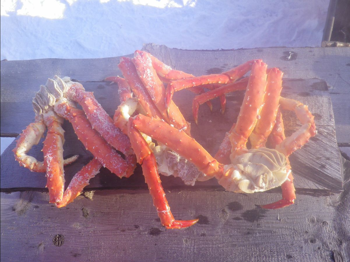 King Crab054